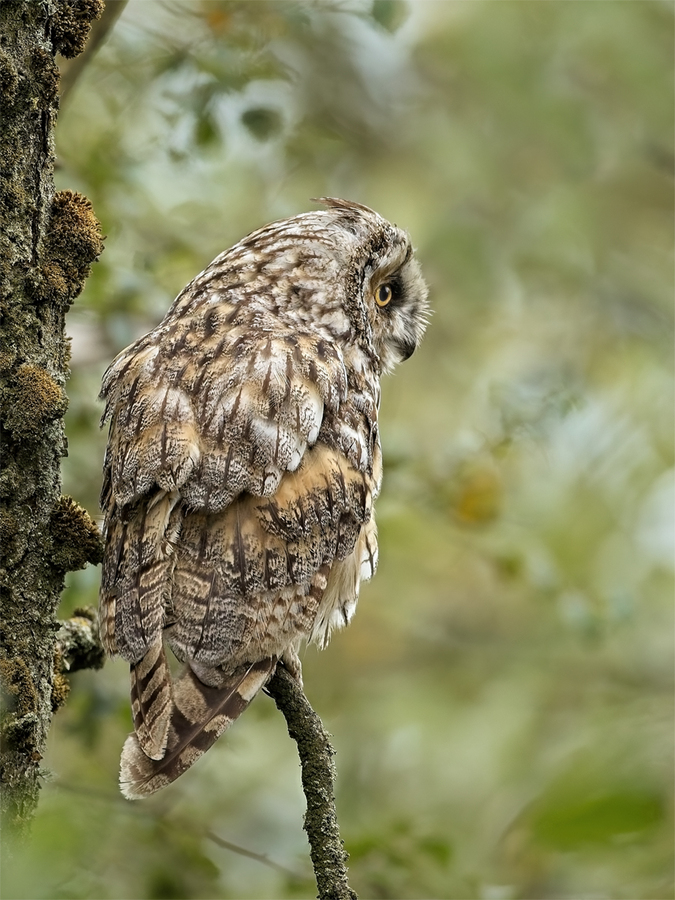 Long Eared Owl - John Hughes